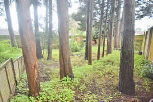 Picture #33 of Property #1192108431 in Birchwood Place BH24 2DR